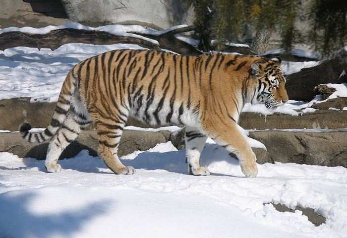 Endangered Tiger